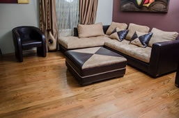 Northern Saw-Whet Owl